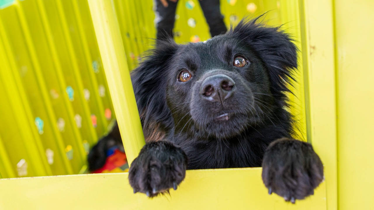 perro negro