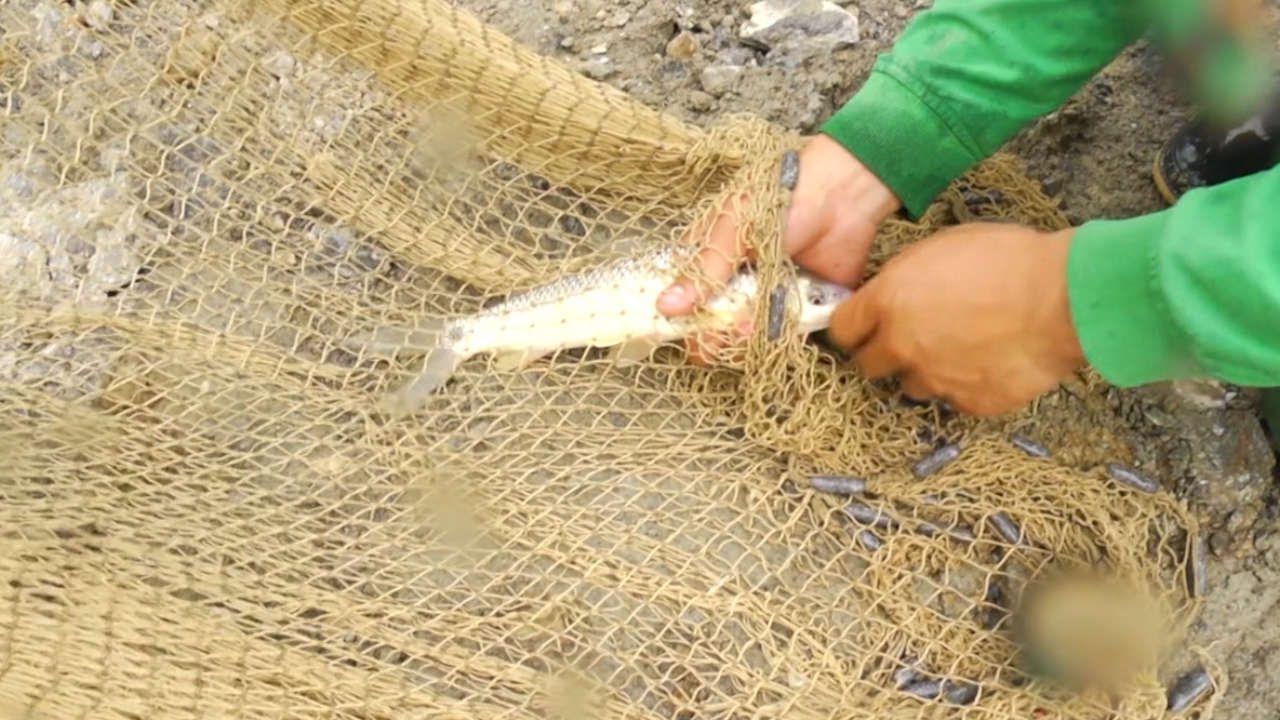 pescadores celebran subienda en