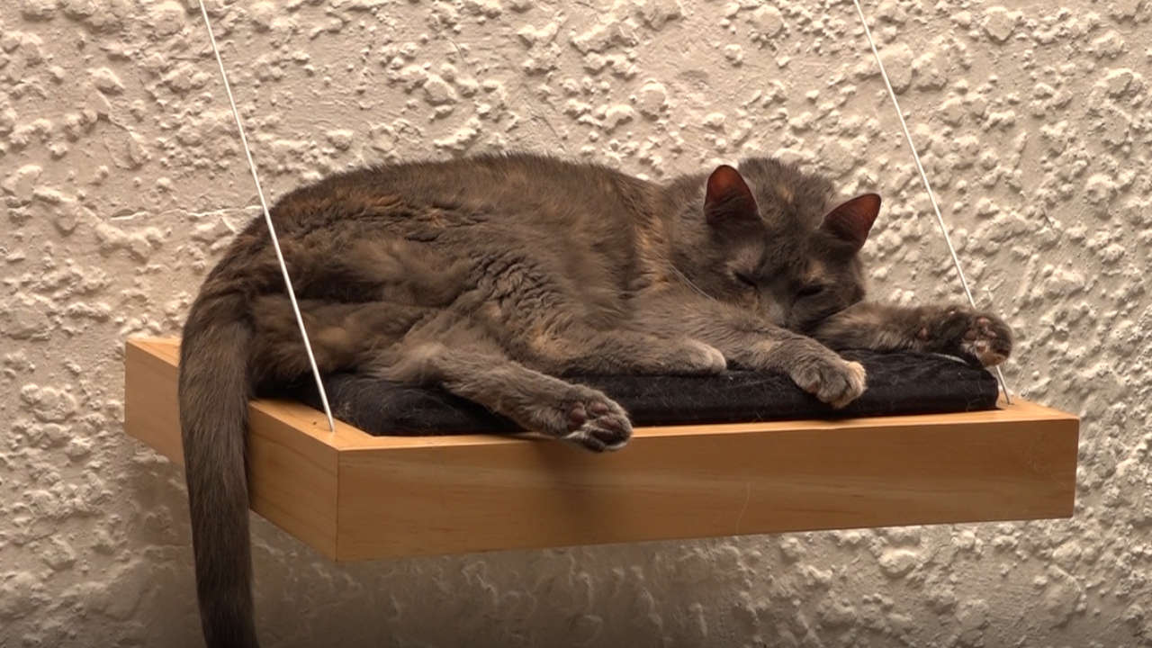 gatos