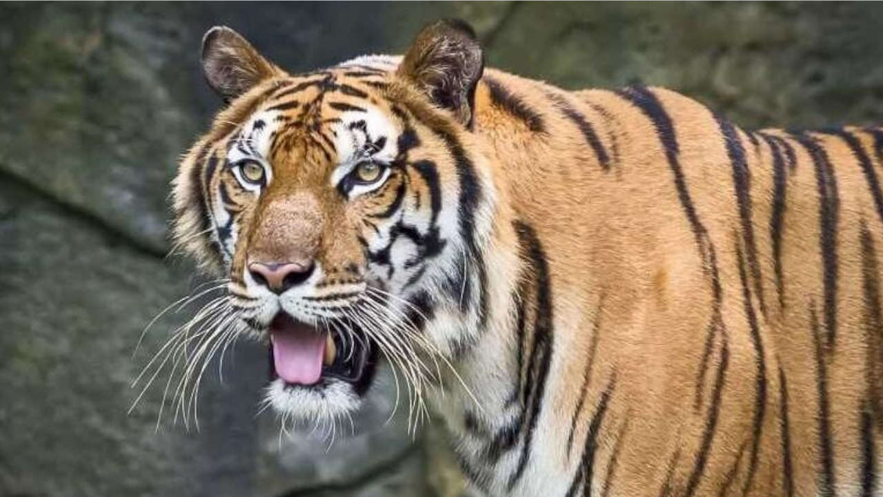 tigre