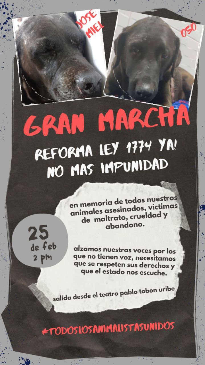 marcha pacifica  animal medellin 