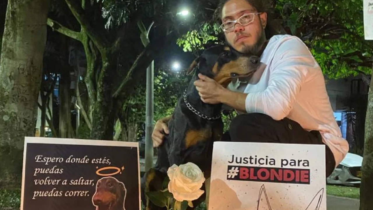 Blondie doberman envenenada