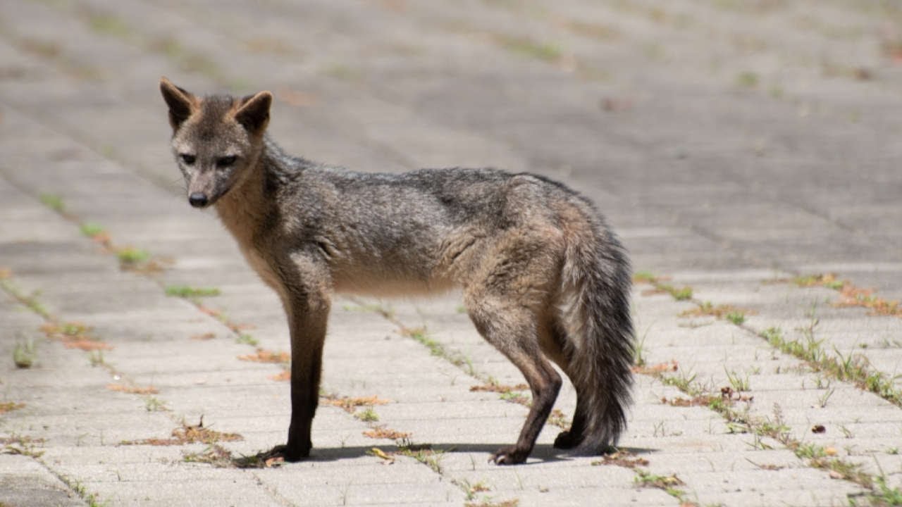 zorros perros liberados envigado