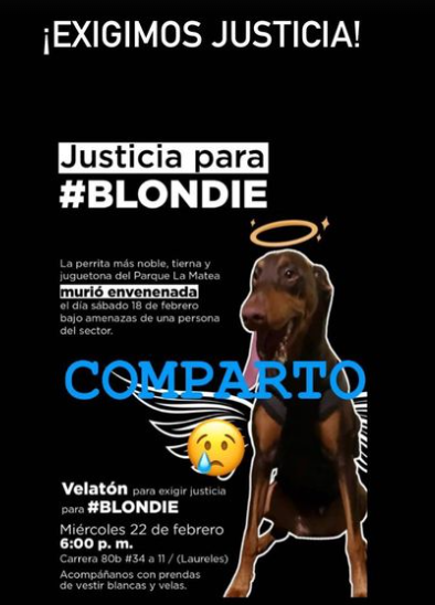 velaton justicia animal 