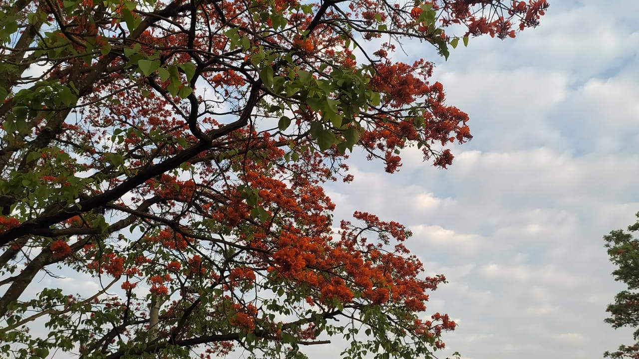 Dos empresas deben realizar obras para recuperar hectáreas afectadas por fumigación con agroquímicos