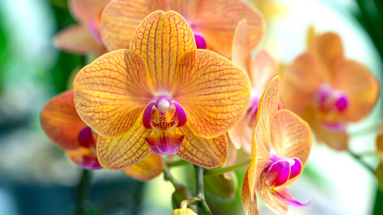 orquideas exposicion centro comercial