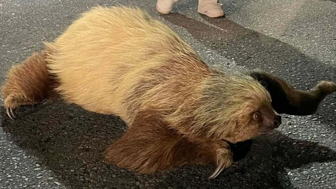 VIDEO| ¡Qué linda sorpresa! En escuela de El Carmen de Viboral encontraron un Oso perezoso en una ventana