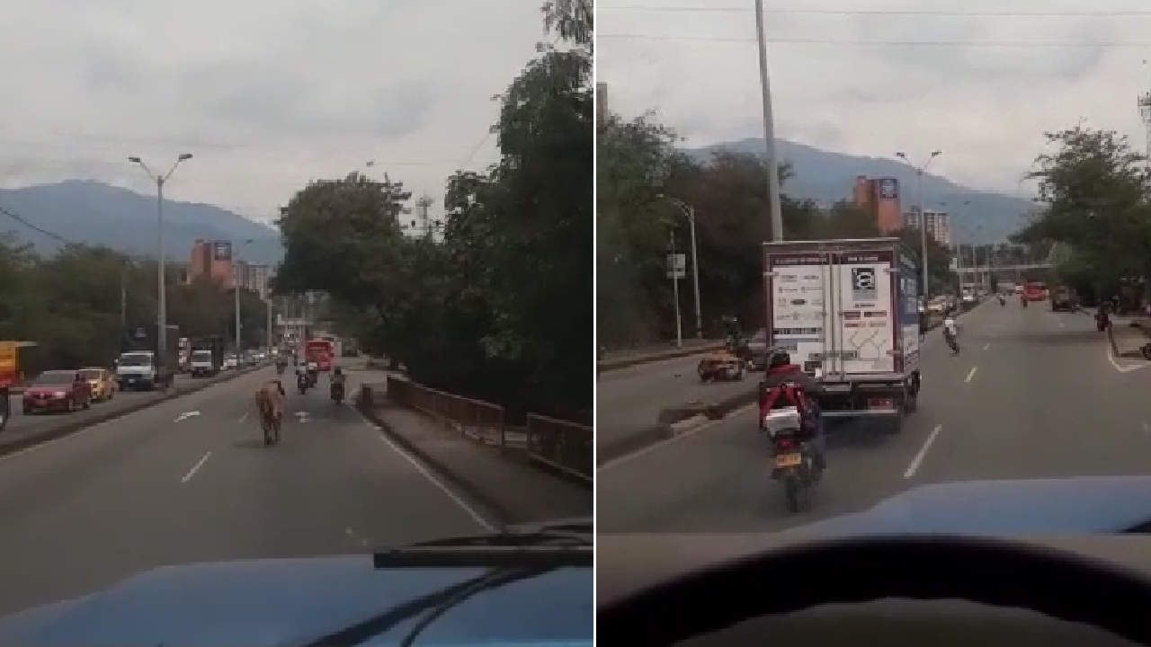 motocilista y vaca chocan