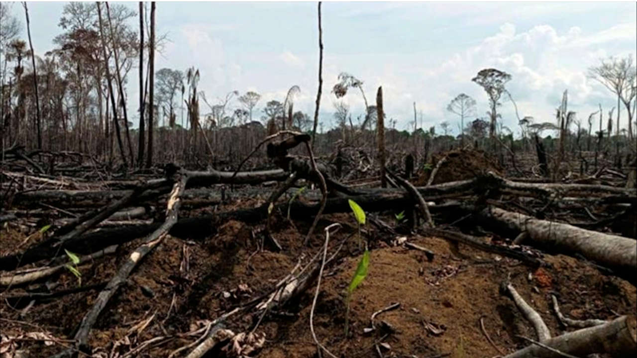 deforestación