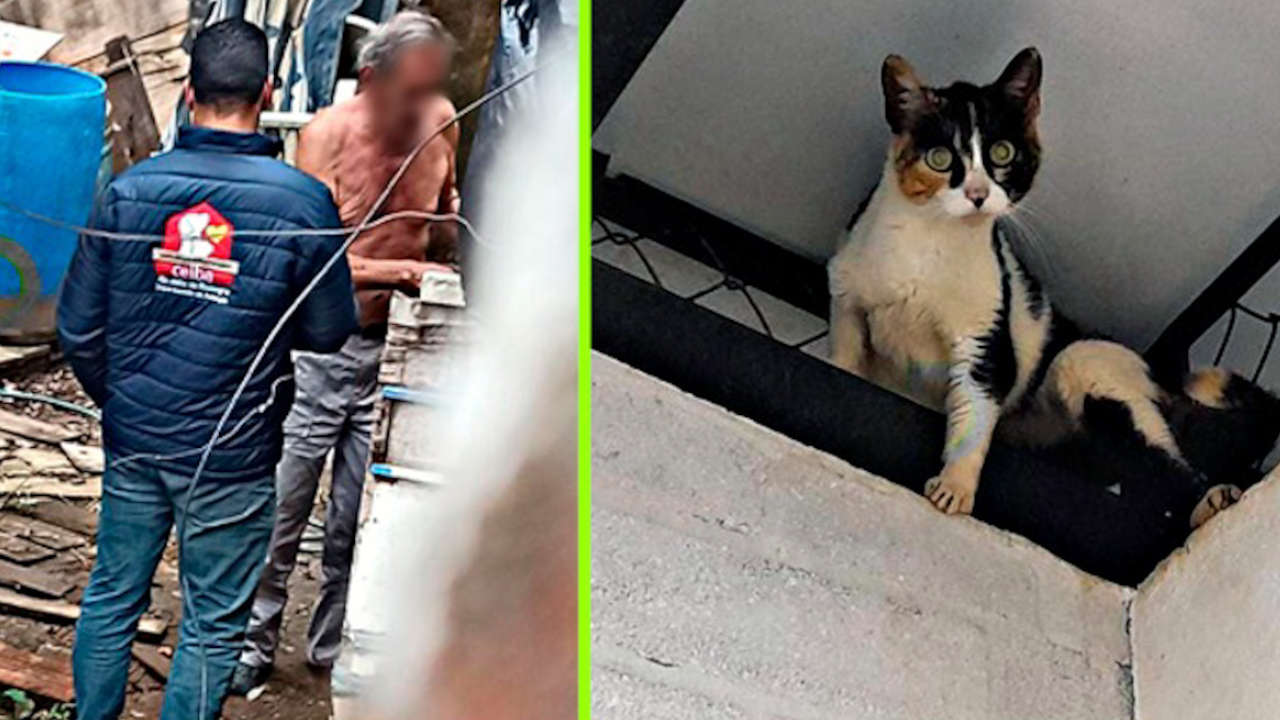 gata