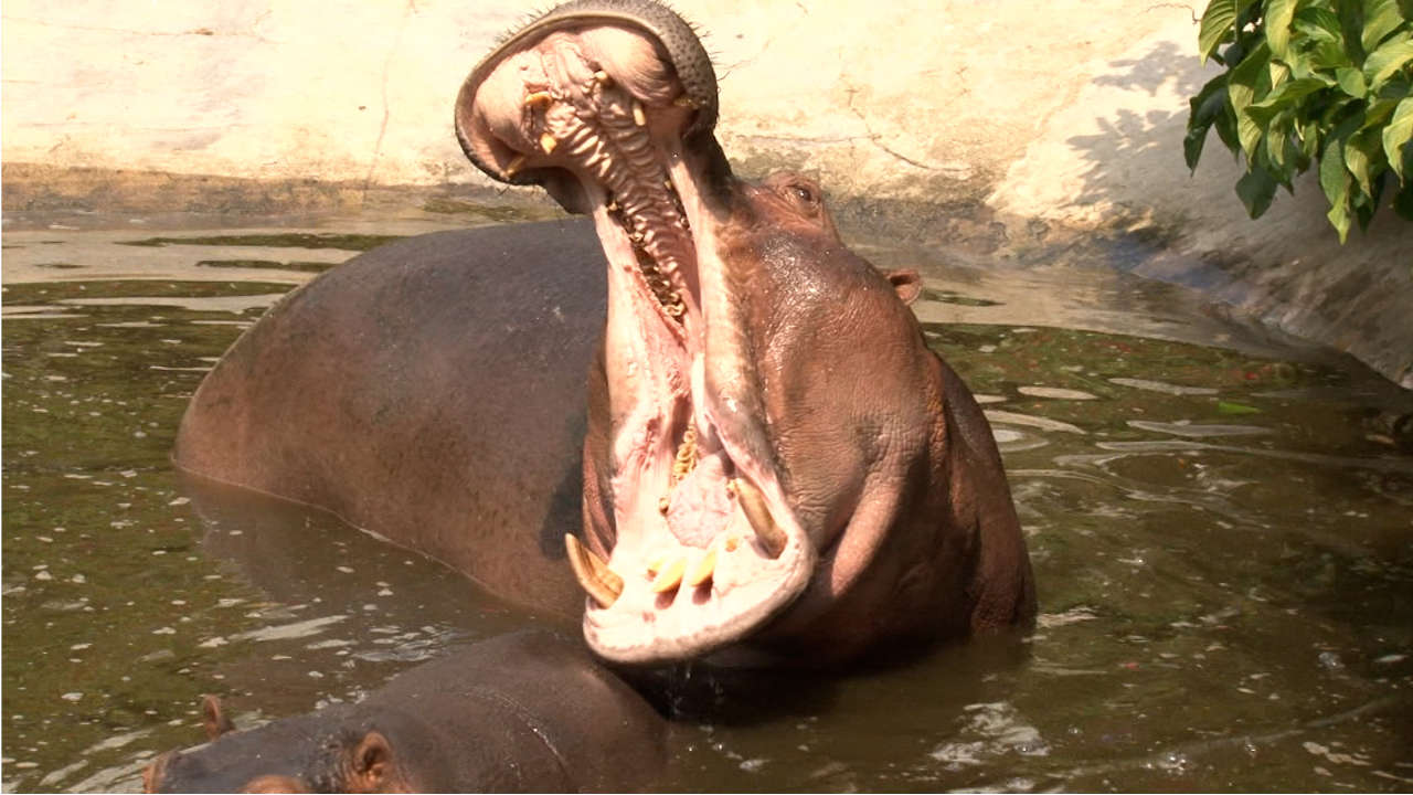 hipopótamos