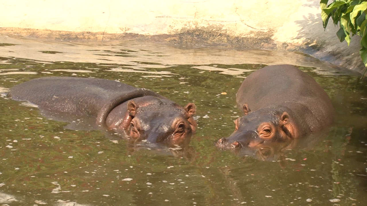 Hipopótamos