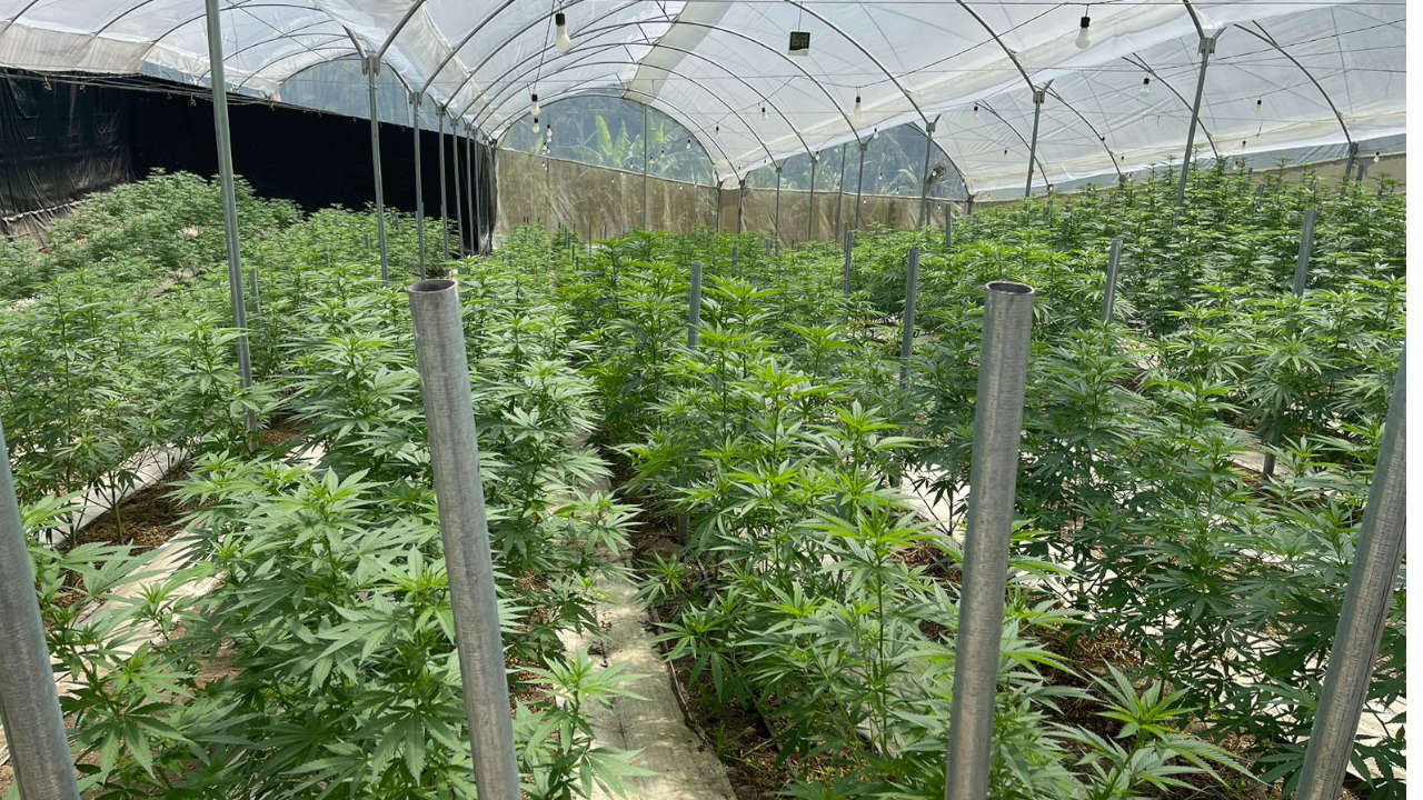 Primera exportación antioqueña de flor de cannabis cannabis