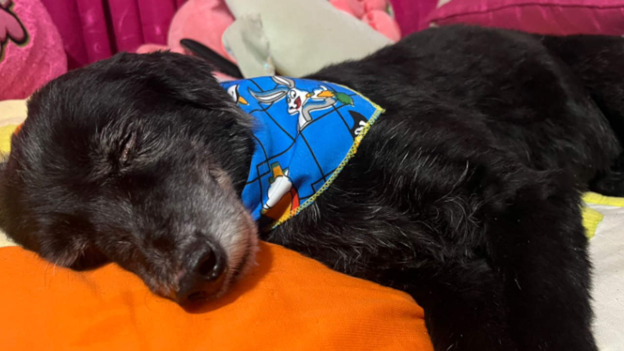 Lennon, el perro que llevaba 12 años en La Perla encontró hogar