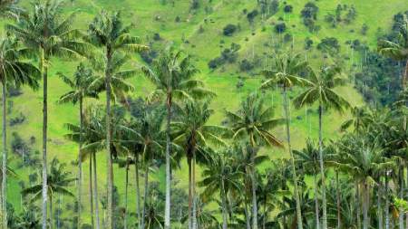 cuidado semana santa palma de cera extinguir