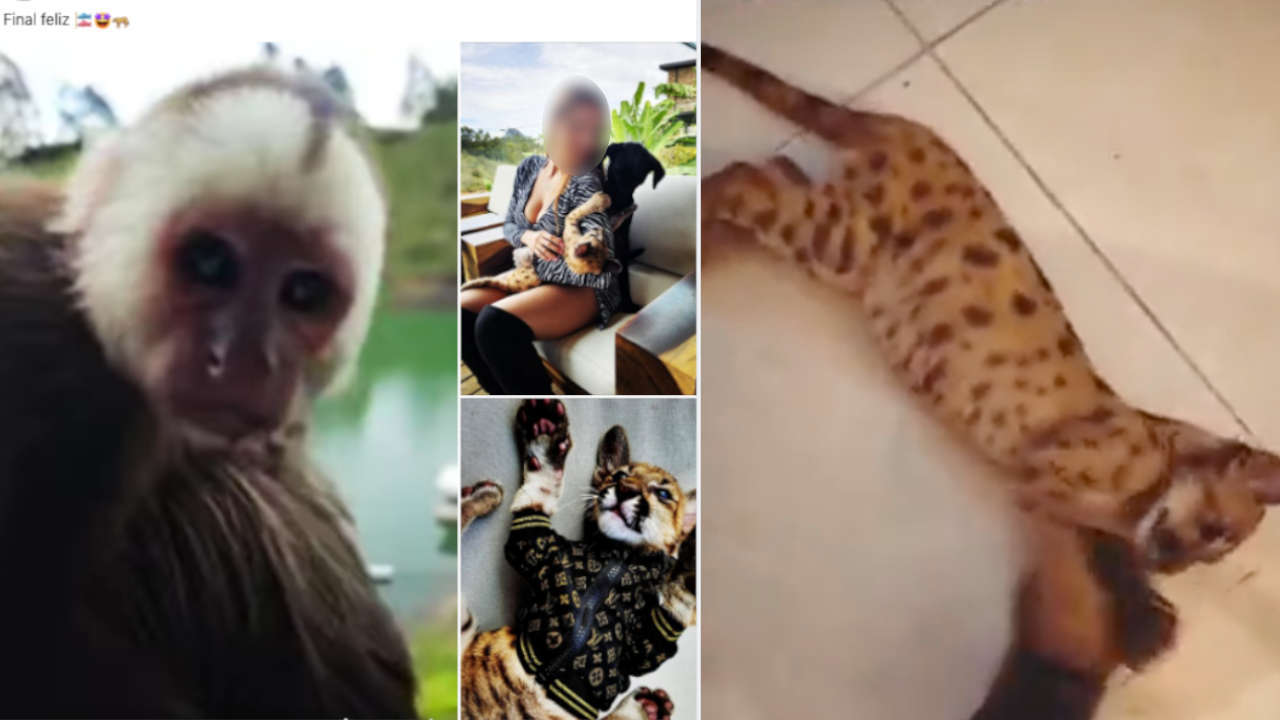 dj-paisa-animales