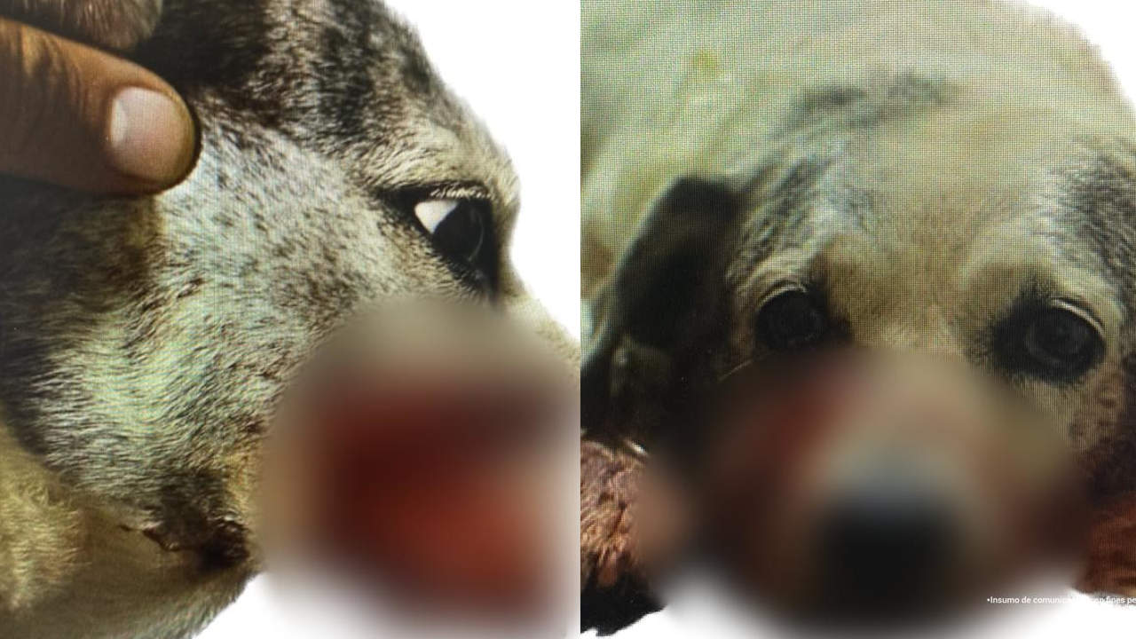 maltrato animal canino arma blanca venecia