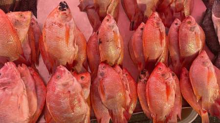 Recomendaciones para consumo de pescado y mariscos en época de Semana Santa pescado y mariscos consumo responsable semana santa