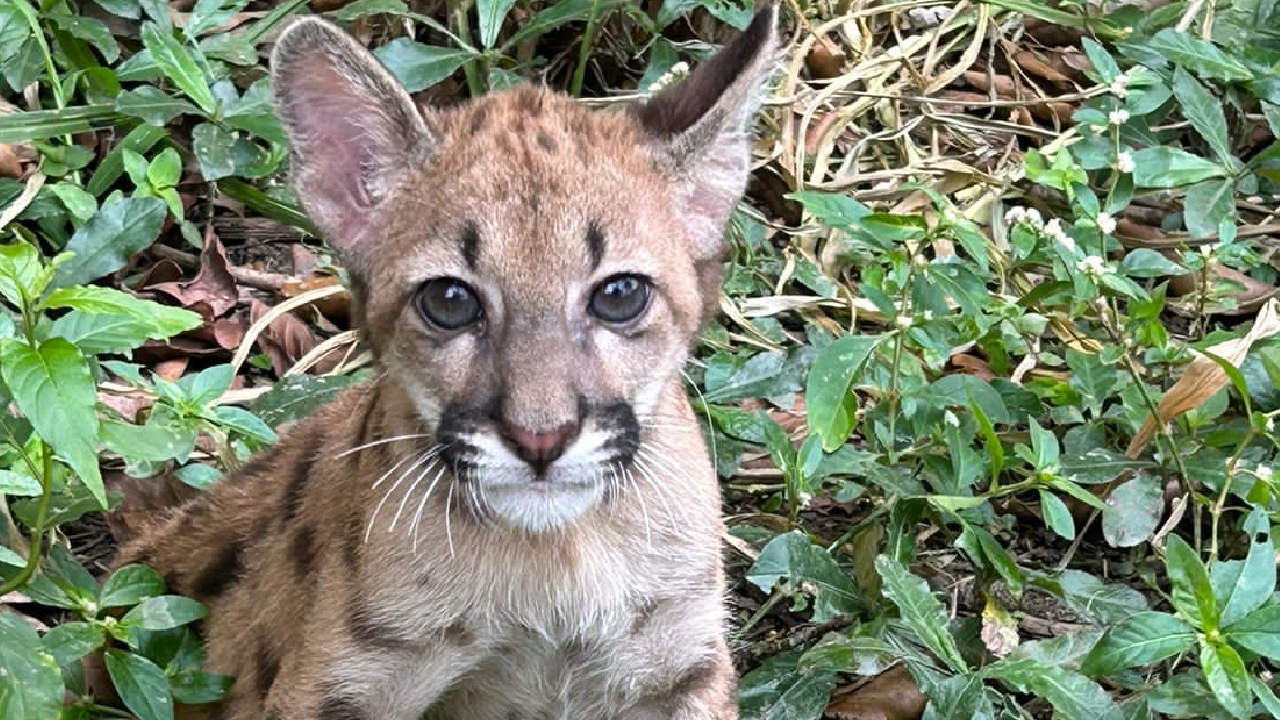 Siguen los casos de tráfico ilegal en fauna silvestre