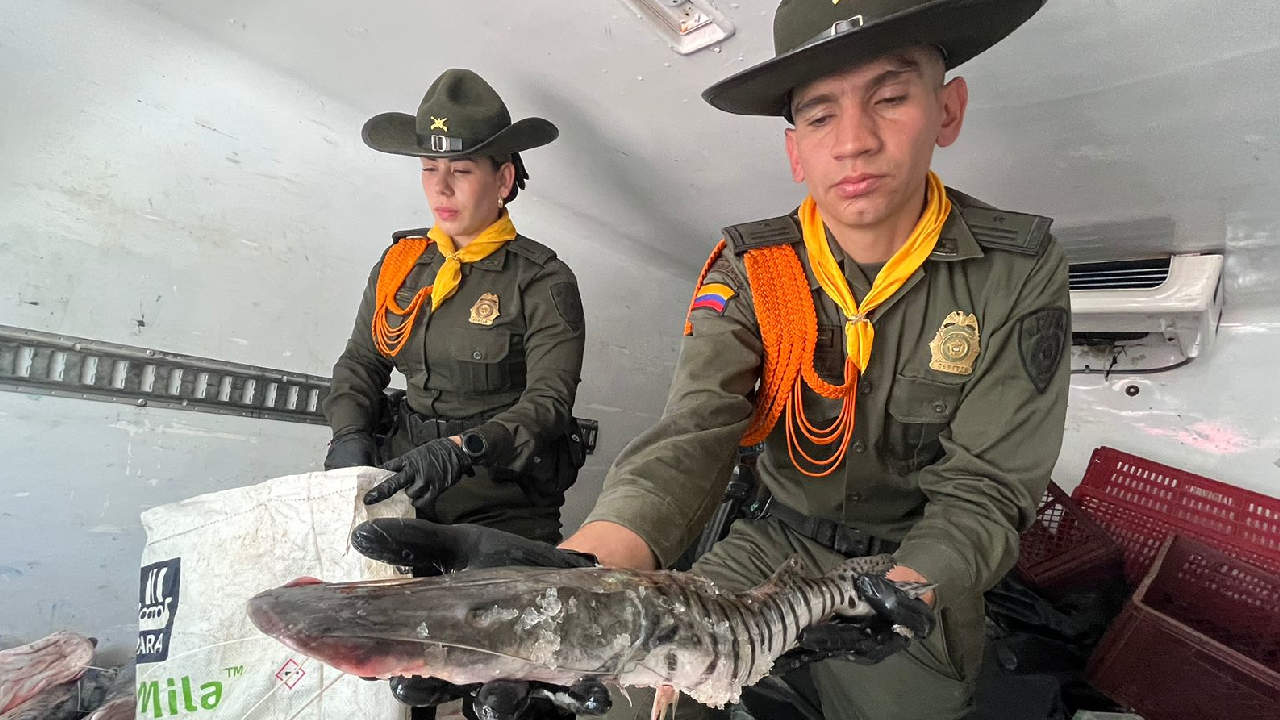 Incautan pescado no apto para consumo humano Incautan pescado no apto para consumir