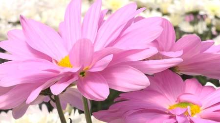 Floricultores se preparan para el día de las madres Floricultores se preparan para el día de las madres