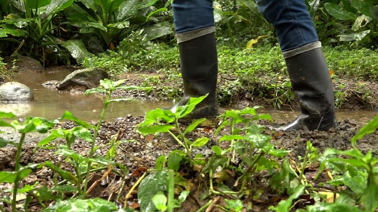 Denuncian que disidencias de las FARC estarían carnetizando a comunidad rural de Campamento