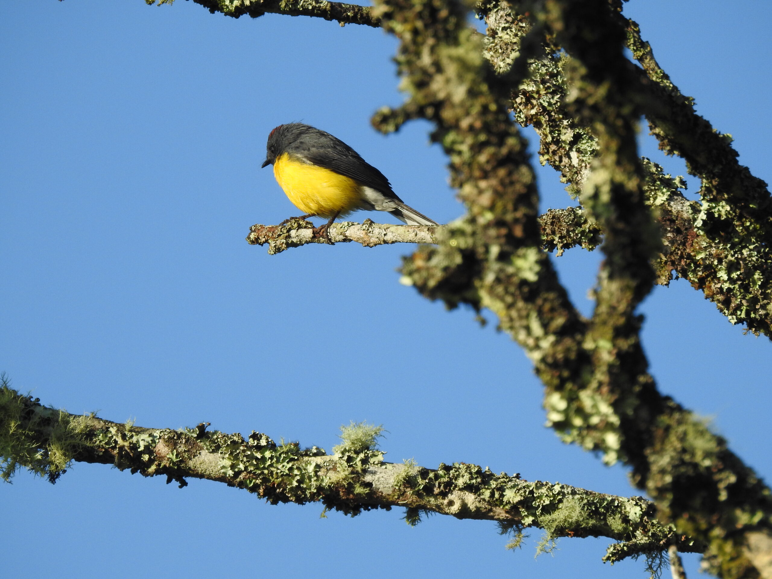  Eufonia buchinaranja (Euphonia xanthogaster) .JPG