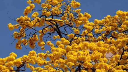 En Medellín se han sembrado más de 16 mil guayacanes en los últimos 3 años, Día del Árbol