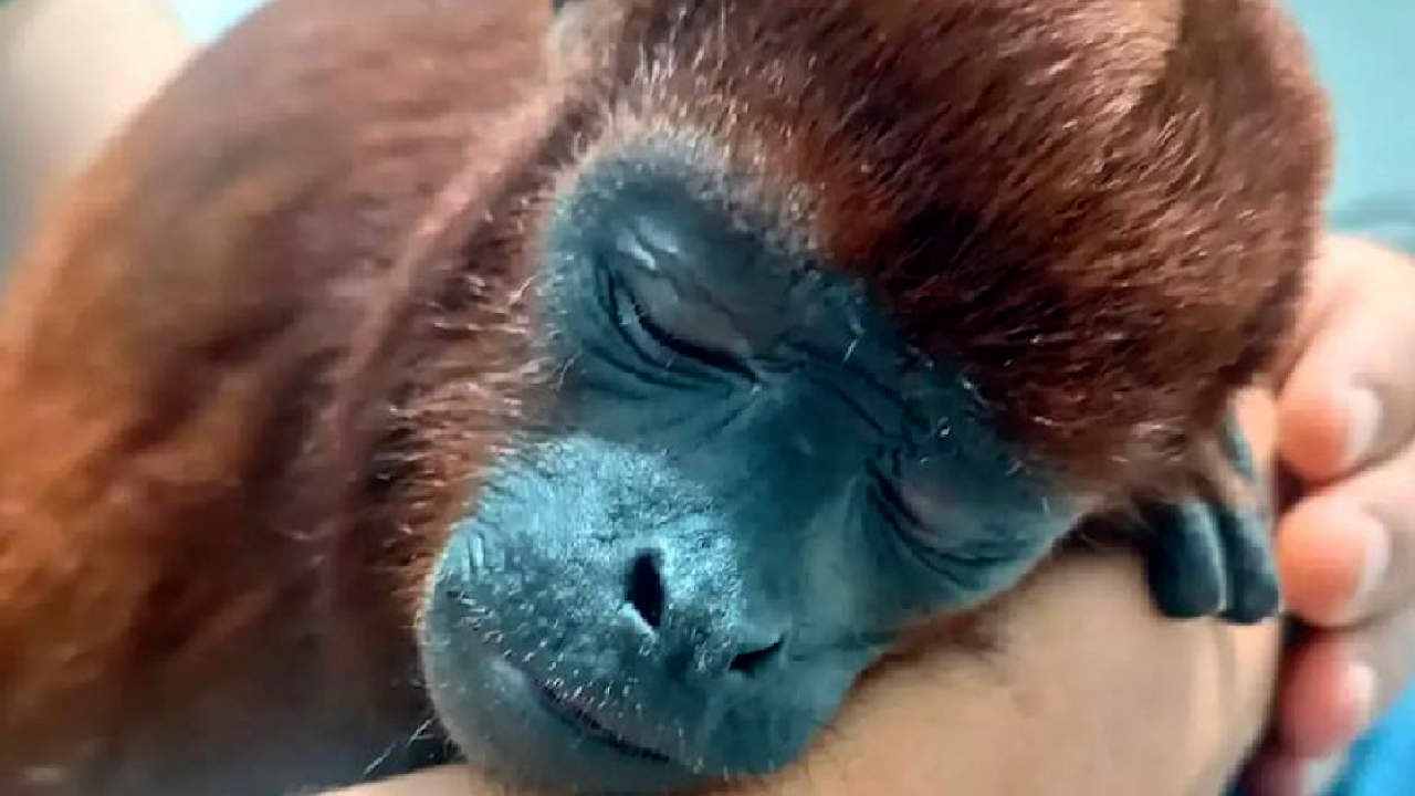 Falleció el mono aullador que vivía en cautiverio en Caldas