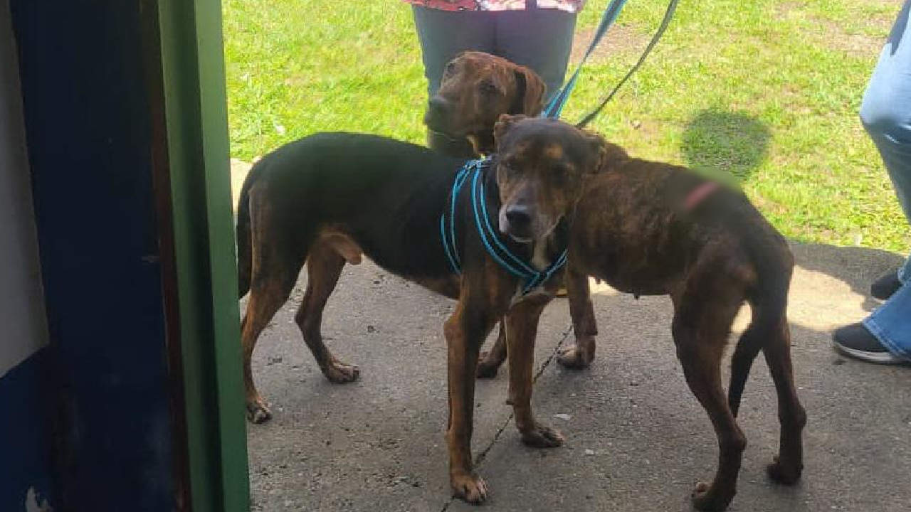 Hombre le quita trágicamente la vida a un perro en Urrao Un perro que vivía en las calles de Urrao, muere de manera brutal a manos de un hombre