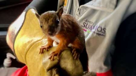 Fauna rescatada: un pichón de gallinazo, dos ardillas y una zarigüeya en estado vulnerable