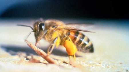 Ataque de abejas africanas en Cocorná, deja varios lesionados Ataque de abejas africanas en cocoroná deja al menos 10 personas heridas y varios animales lesionados