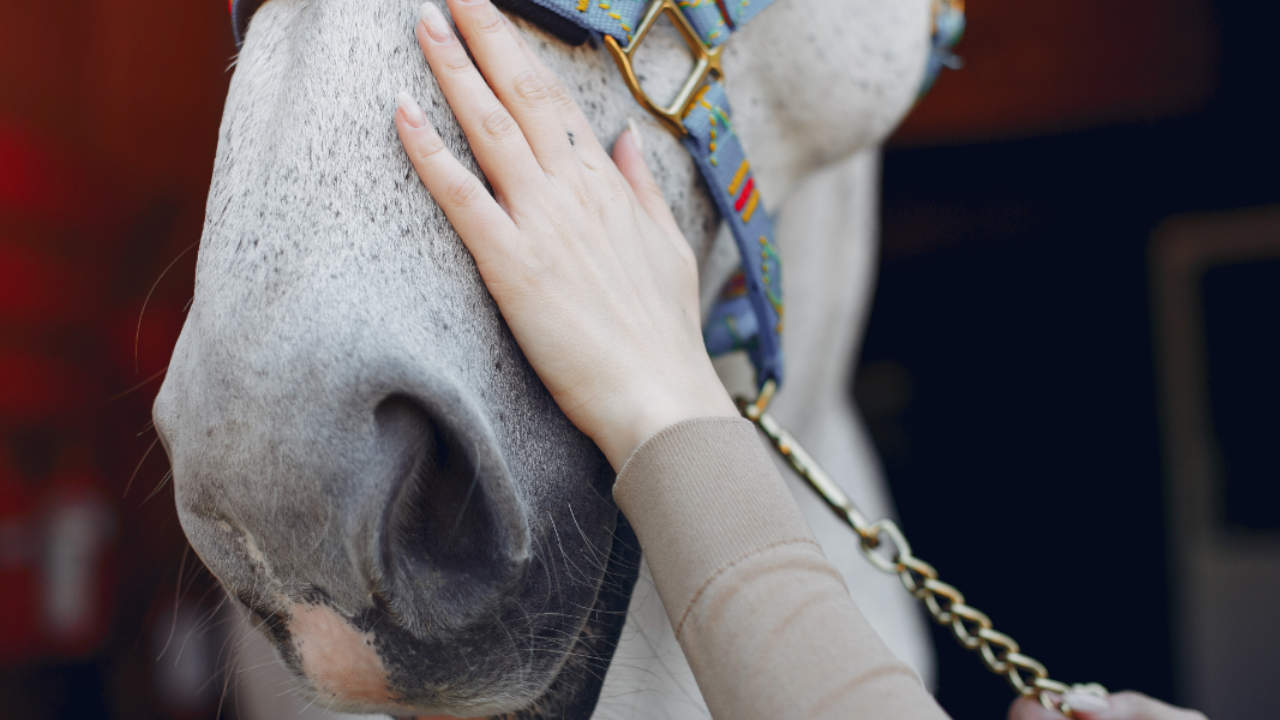 Judicializado, al parecer, por agredir a un caballo en Chigorodó