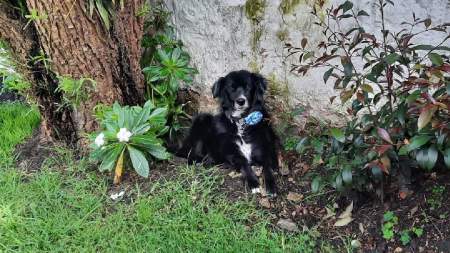 marcapasos universidad CES perrita criolla de bogota