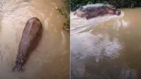 Un hipopótamo es avistado por habitantes de Doradal Antioquia Un hipopótamo es avistado por habitantes de Doradal Antioquia
