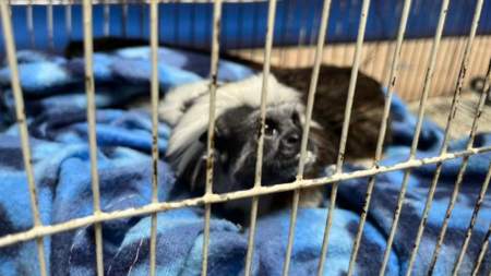 Judicializados por mantener animales silvestres en cautiverio