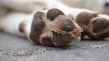 ¡Muy mal! Un conductor en Itagüí atropelló a un perrito y escapó ¡Mal hecho! Un conductor en Itagüí atropelló a un perrito y escapó