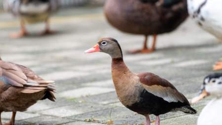 ¡Qué tierno! El Parque Norte ya es la casa de un pisingo