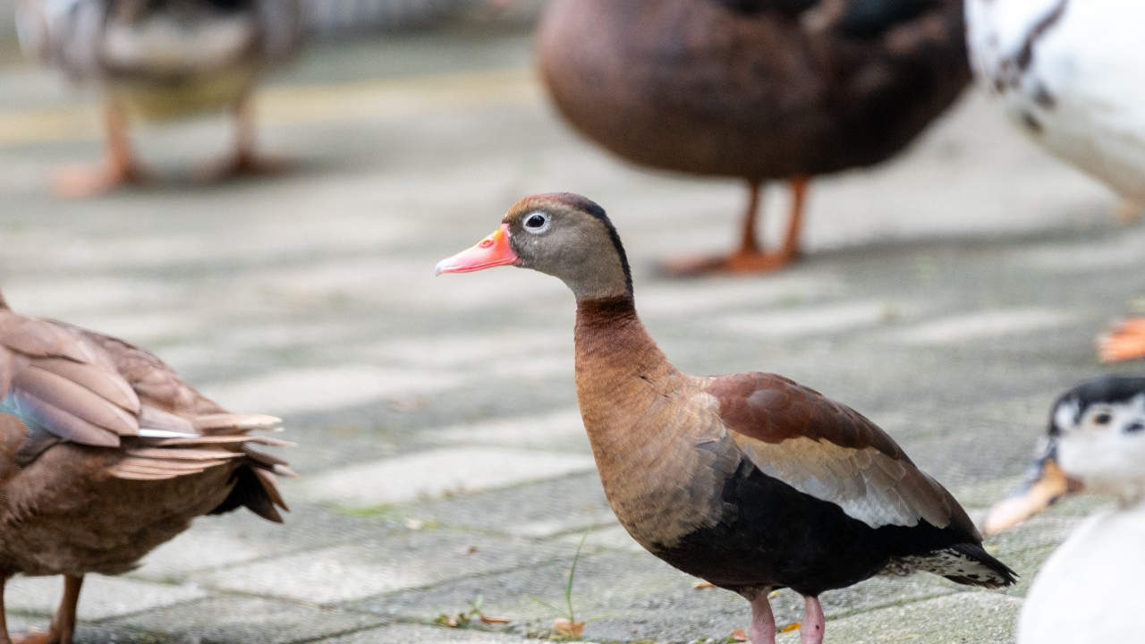 ¡Qué tierno! El Parque Norte ya es la casa de un pisingo