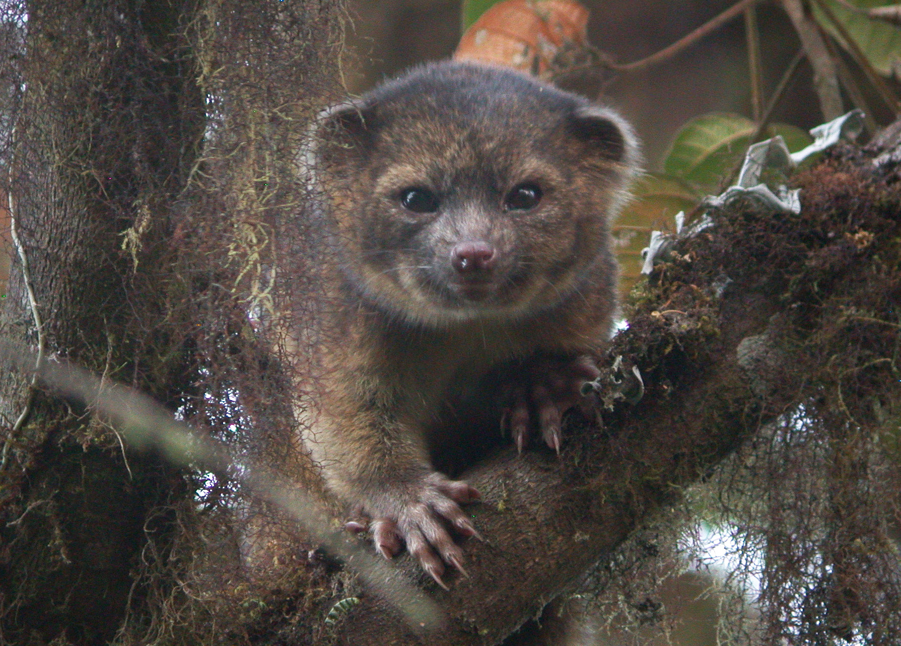 2 photo of olinguito