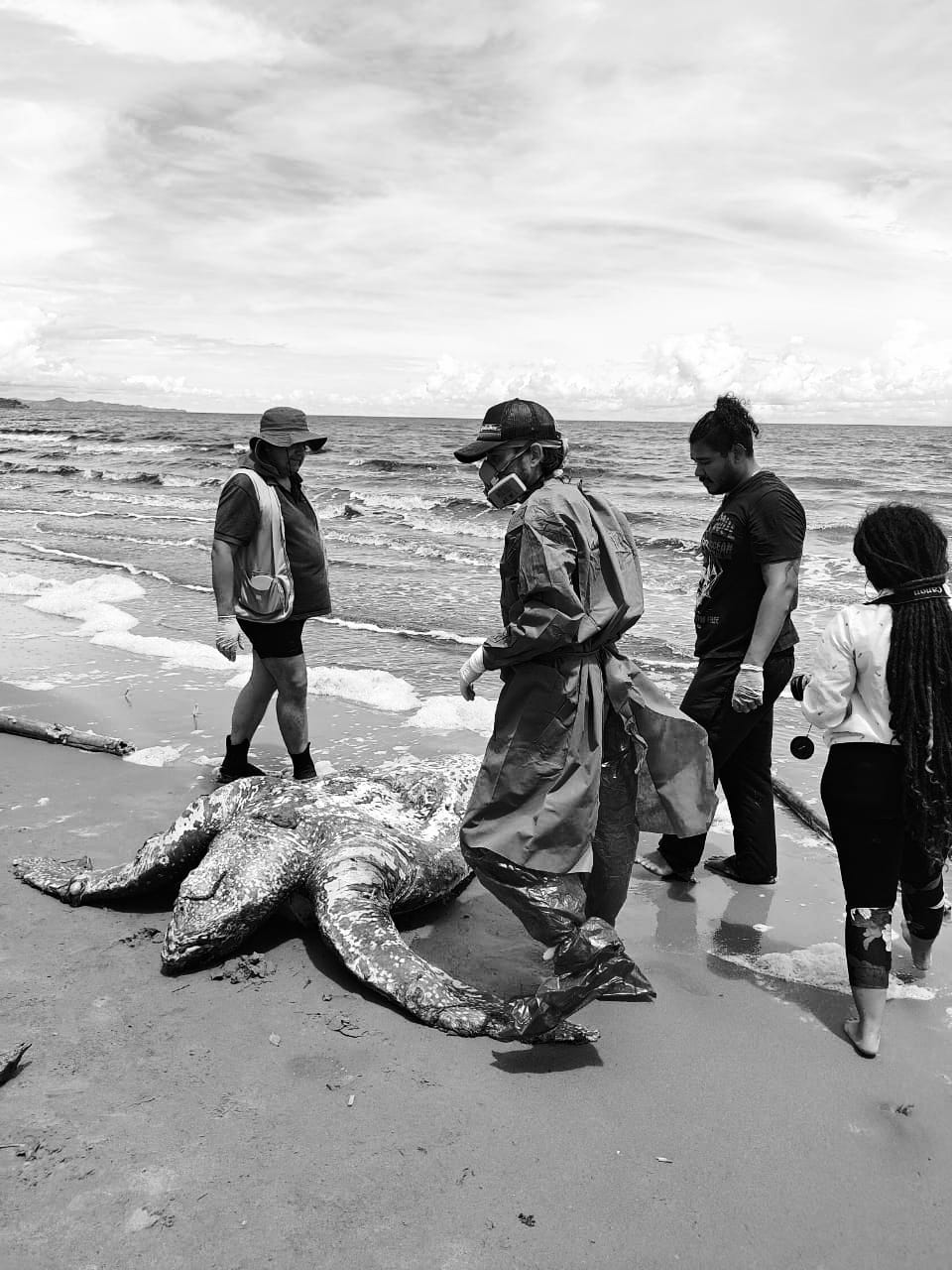 Encontraron una tortuga caná muerta en las playas de Necoclí 1 Tortuga-Necoclí