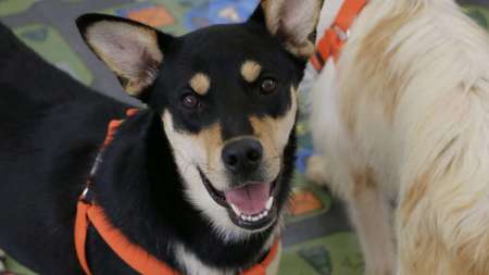 ¿Quiere adoptar mascota? Este domingo habrá jornada de La Perla