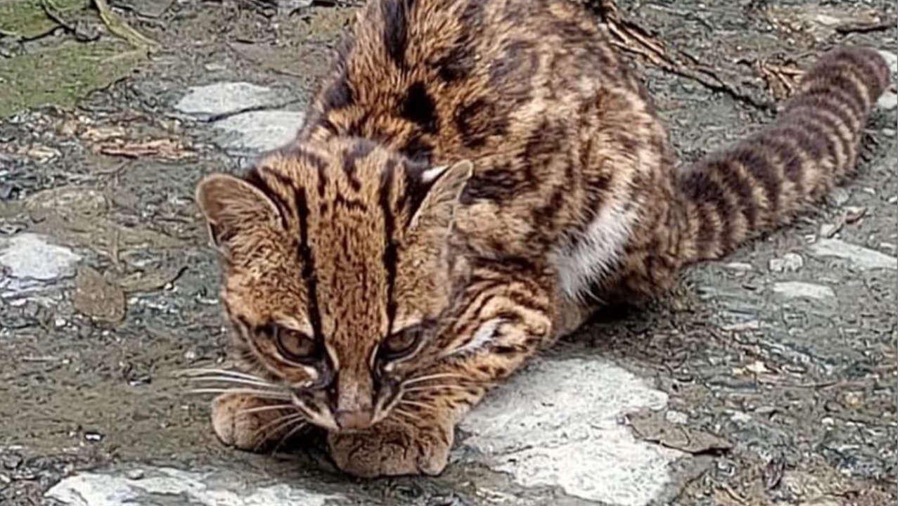 fauna silvestre