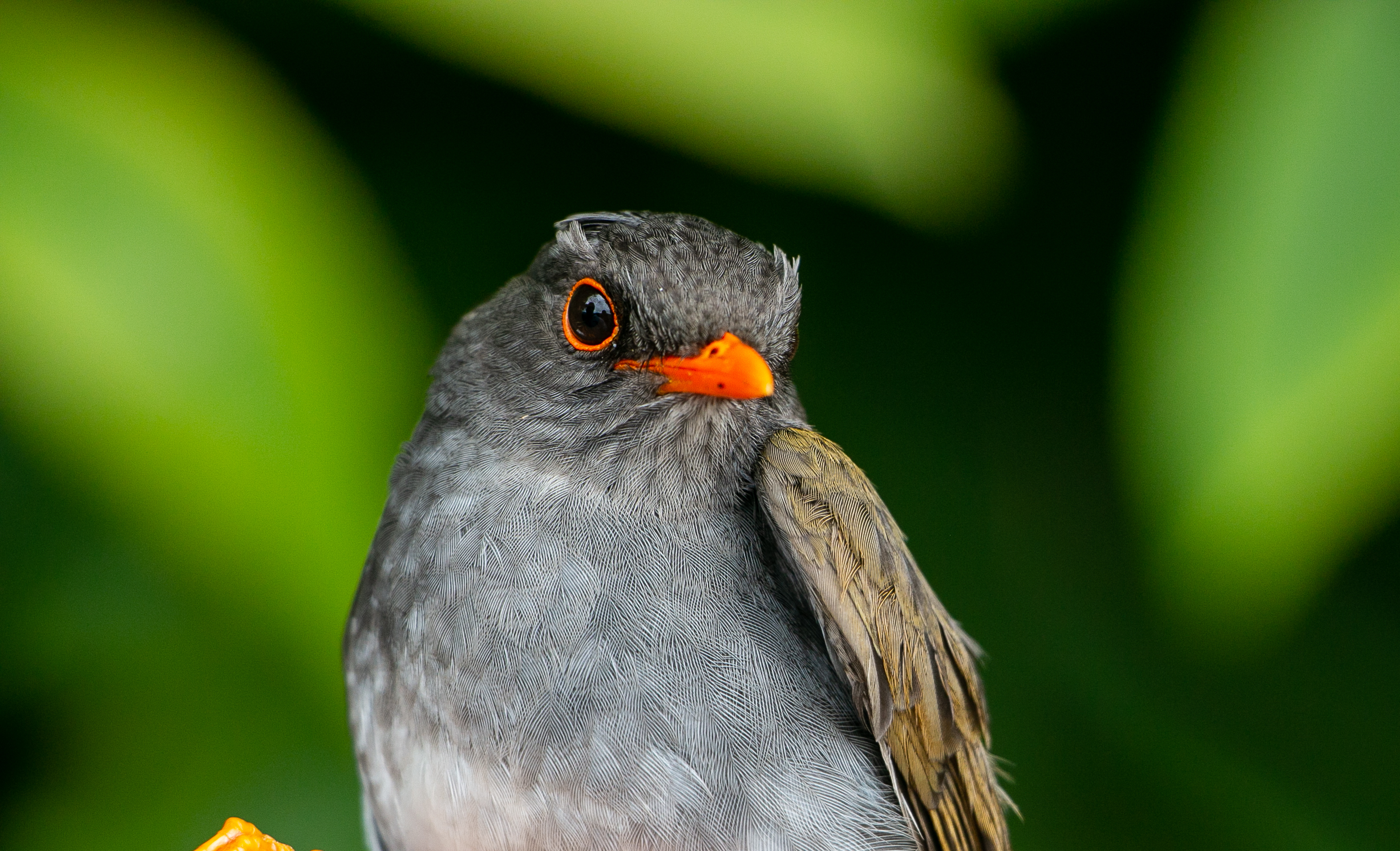 Una especie de ave que se consideraba extinta, fue avistada en un refugio de vida silvestre de Medellín 1 Avistada-Catharus-Medellín