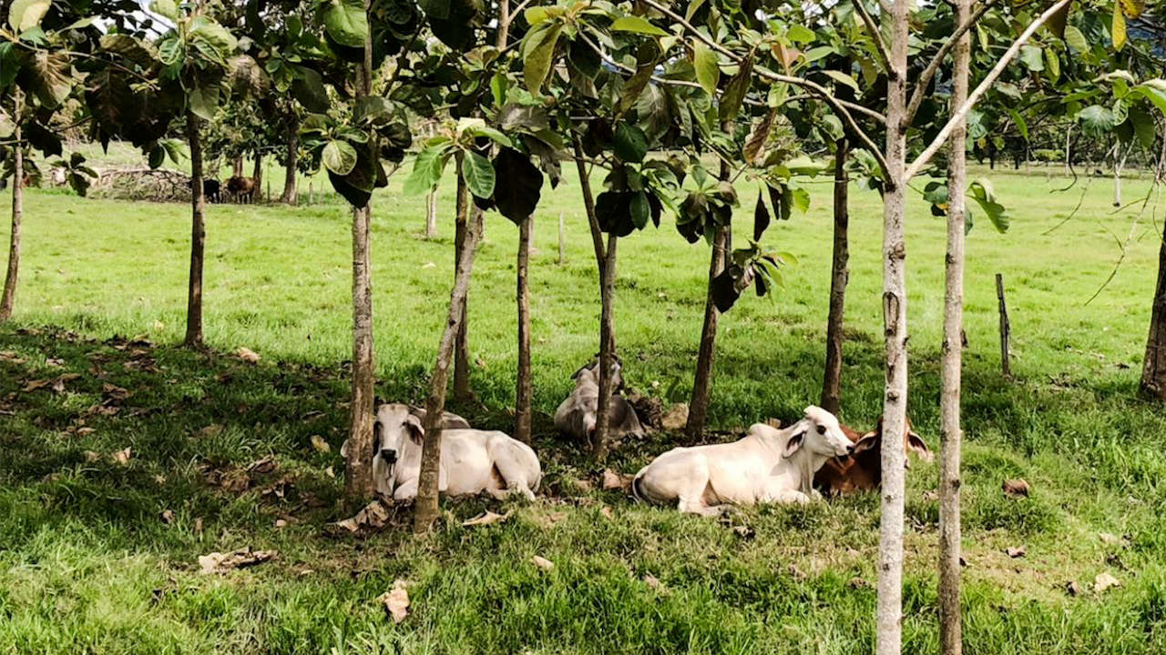 Siembran árboles en 350 hectáreas en el Bajo Cauca Bajo Cauca