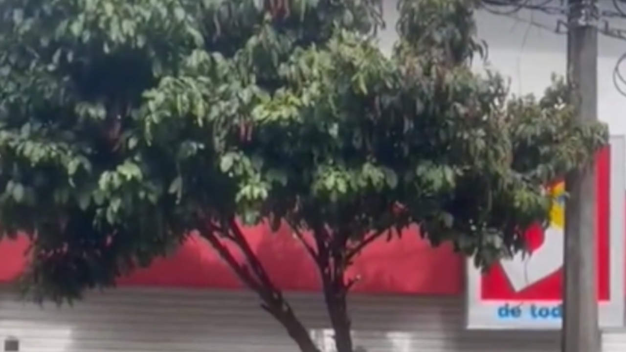 Tumban árboles afuera de un D1, al parecer, porque tapaban la publicidad