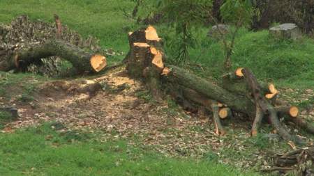 Alerta por preocupante incremento de deforestación