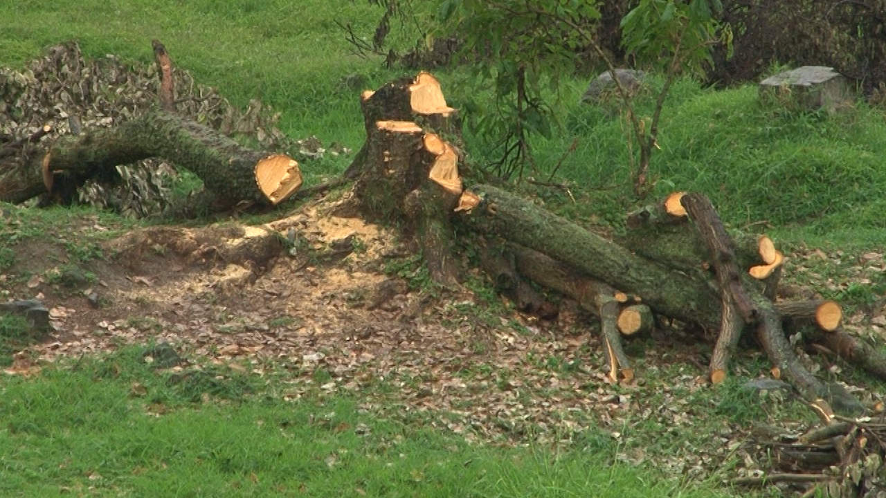 Alerta por preocupante incremento de deforestación