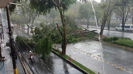 Fuertes lluvias dejaron estragos y caída de árboles en Medellín