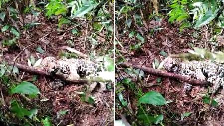 Autoridades hacen un llamado para detener la caza de felinos silvestres en Antioquia Las autoridades hacen un llamado para detener la caza de felinos silvestres en Antioquia